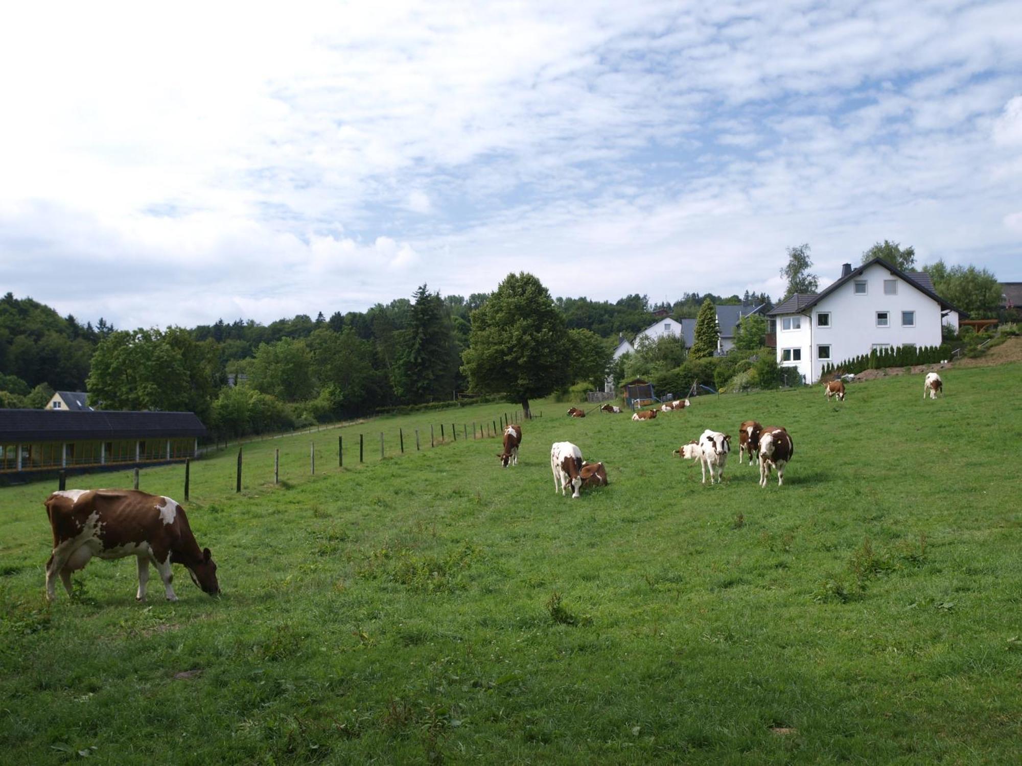 Landhotel Henkenhof Willingen Willingen  Exterior photo